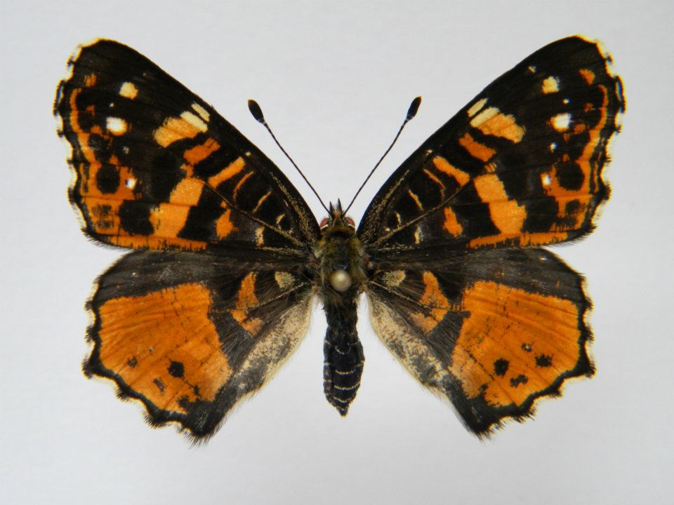 Araschnia levana abb 8 (Internet Image property of respective owner, non-commercial use only)